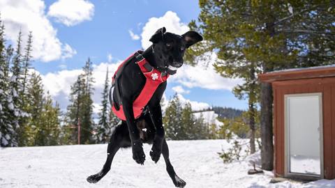 black lab avy dog