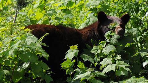 A bear standing in thick bushes at Schweitzer